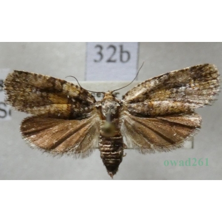 Ptycholomoides aeriferana (Herrich-Schäffer, 1851) Czech32b
